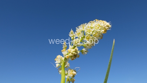 deathcamas, meadow